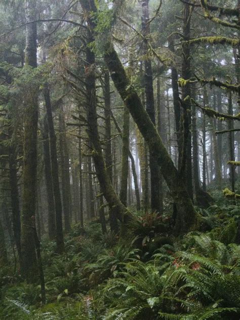 Beautiful endangered rainforests around the world | Times of India