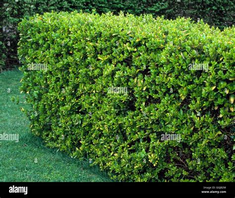 Golden Privet Hedge