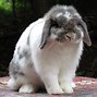 Image result for Little Holland Lop