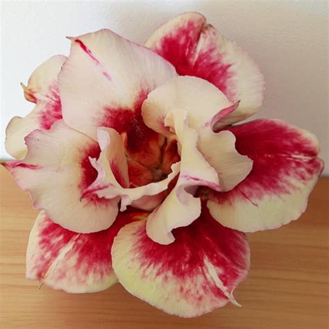 Adenium R181 – Plant Orbit