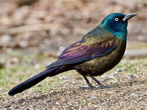 How To Keep Grackles Away From Bird Feeders? (5 Effective Ways ...