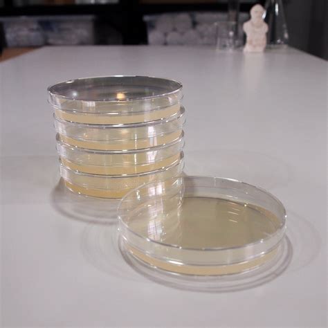 Petri Dish With Agar