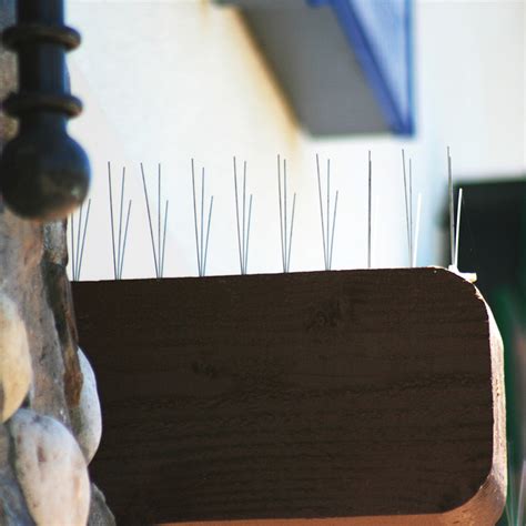 Pigeon Spikes 的图像结果