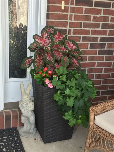 Best Plants For A Shady Planter at Lucy Mccrea blog