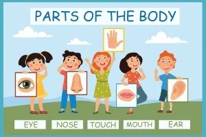 Body Parts Sticker Poster For Kids|1 Sticker Poster For Kids|Wall Decor ...