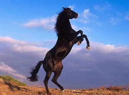 AIRUDZI RIDING CLUB (2025) All You Need to Know BEFORE You Go (with ...