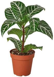 Aphelandra squarrosa Zebra Haworthia Plant Price in India - Buy ...