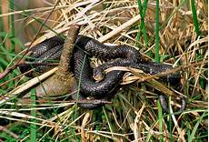 serpenti da tenere in casa come tenere lontani i serpenti dalla casa vita in cagna serpenti da tenere in casa come tenere lontani i serpenti dalla casa vita in cagna