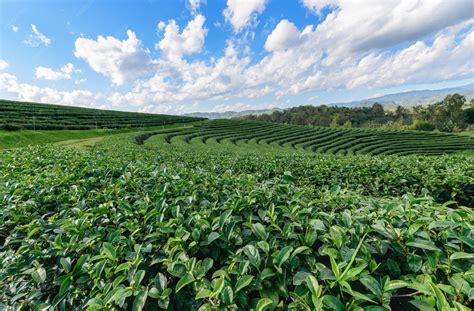 Beautiful tea plantation with white cloud blue sky and sun light ...