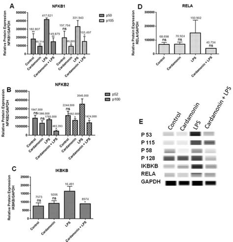 Antioxidant and Anti-Inflammatory Mechanisms of Cardamonin through Nrf2 ...