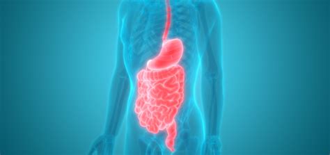 7 tips to maintain a healthy digestive system | Blogs