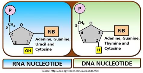 Nucleotide Testing for Food Authenticity and Purity - Eurofins Scientific