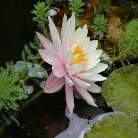 Image result for HTML Class Bunga