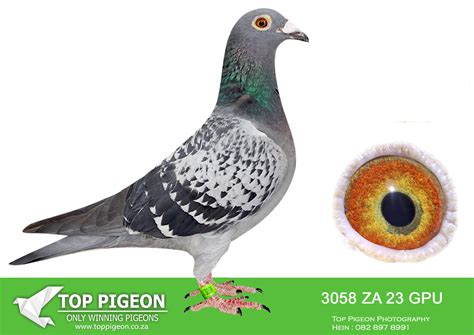 .LOT 3 DANIE SCHOLTZ / JACO FAUL -ZA 23 GPU 3058 -Bred from our best ...