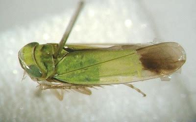 Hemiptera Family- Pentatomidae, Coreidae, Pyrrhocoridae, Lygaeidae