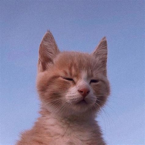 cute pictures for profile