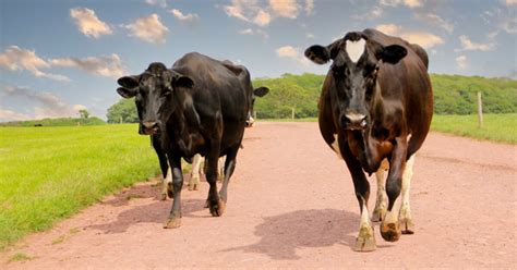 Data key for animal protein’s Net Zero journey