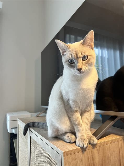 Siamese Lapjeskatten Mix Ragdoll Of Siamese Mix? : R/ragdolls