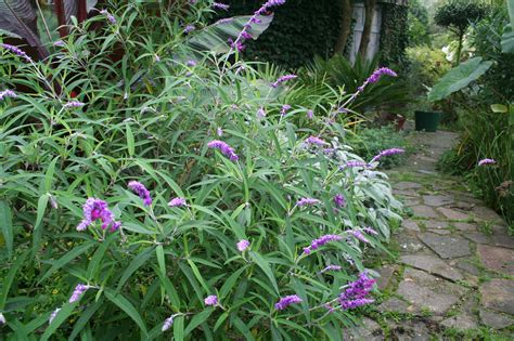 Salvia leucantha - Mexican bush sage care and culture | Travaldo's blog