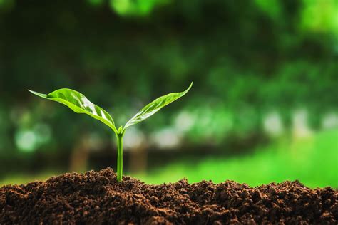 Image result for Plant 3D Python Script