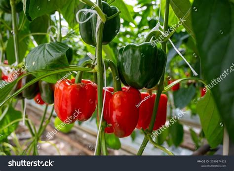 Big Ripe Sweet Bell Peppers Red Stock Photo 2290174821 | Shutterstock