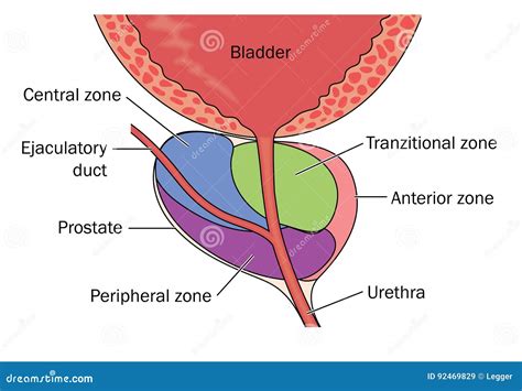 Zones of the Prostate Gland Stock Vector - Illustration of medicine ...