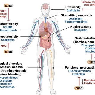 Image result for Curcuma Side Effects