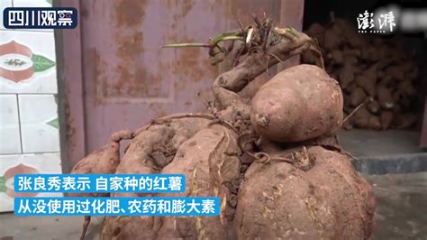 四川阿姨挖出30斤“巨无霸”红薯_凤凰网视频_凤凰网