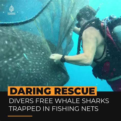 Al Jazeera English on Twitter: "Footage of the daring underwater rescue of five whale sharks off ...