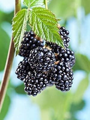 Plant Nursery Online Black Berry Tasty Fruit Live Plant Healthy (Pack ...
