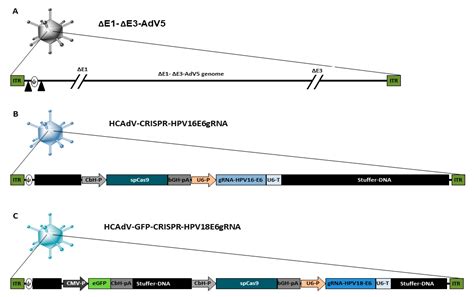 Adenoviral Vectors Armed with PAPILLOMAVIRUs Oncogene Specific CRISPR ...