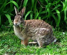 Image result for Rabbit Eating Garden