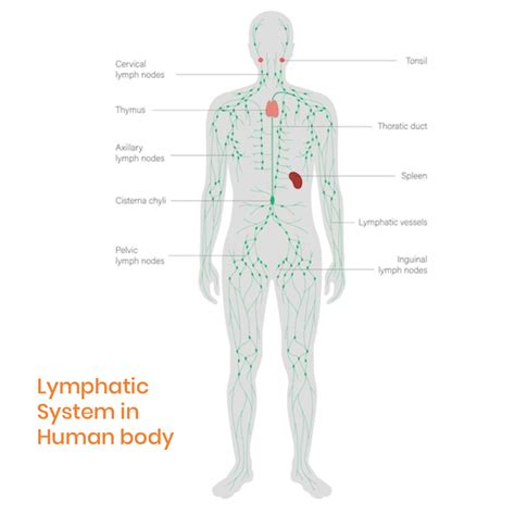 Lymph Nodes In The Groin Diagram Lymphatic System Concept Royalty Free