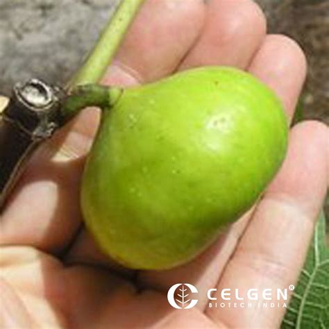 LSU Gold Fig Tissue Culture Plant "Ficus Carica" | Shop Now!