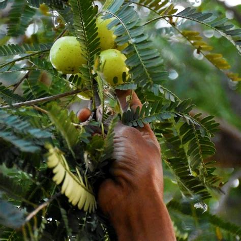 Buy Amla Pickle Online | Amla ka Achar – Farmdidi – www.farmdidi.com