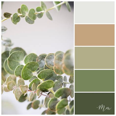 Eucalyptus Tree Paint Color at Timothy Jeffords blog