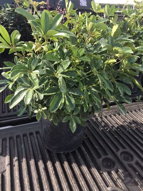 Schefflera Tree Invasive Florida 的图像结果