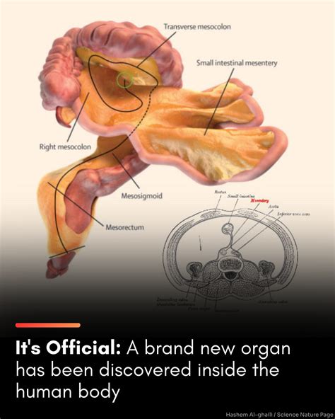 Hashem Al-Ghaili | We thought we knew the human body — but a new organ ...