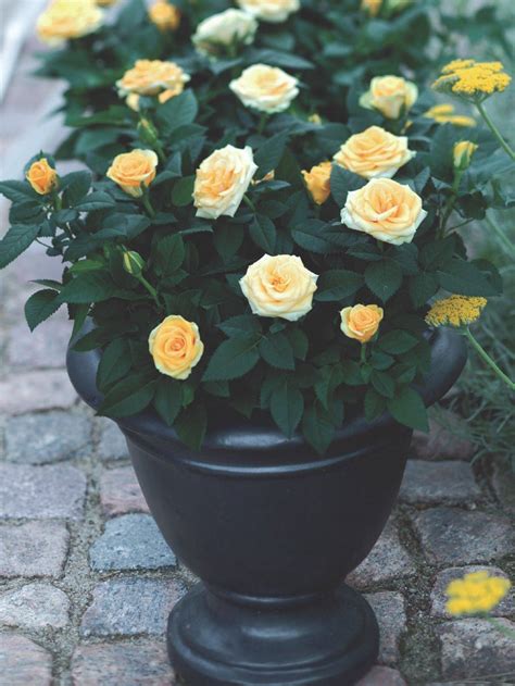 22 Miniature Rose Garden Ideas You Should Check | SharonSable