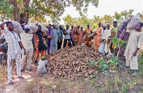 Resonate - Homegrown: Yam’s Significance in Nigeria