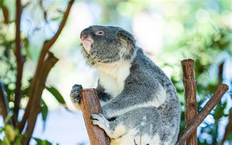 Download wallpaper 3840x2400 koala, animal, branches, tree 4k ultra hd ...