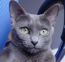 blue cats 5 things you didn t about the russian blue blue cats 5 things you didn t about the russian blue