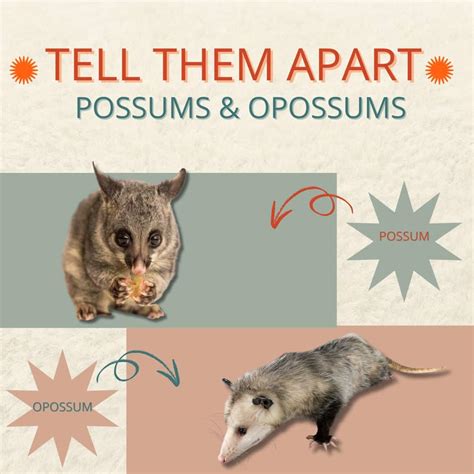 Are Possums Dangerous to Dogs and Other Pets? | Inside & Out Pest Services