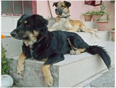 Dogs Mate Like Human 的图像结果