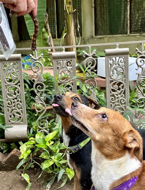 Beginner Chews – Canine India