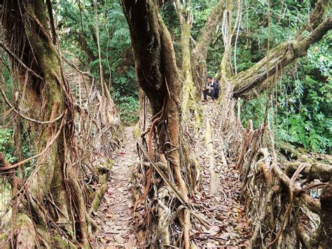 12 Best Living Root Bridges in Meghalaya with Travel Tips