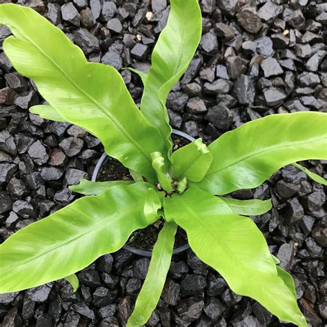 Asplenium nidus 'Antiquum' - Bird's Nest Fern (4.5" Pot) | Little ...