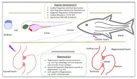 Image result for Zebrafish Embryo Development Heart