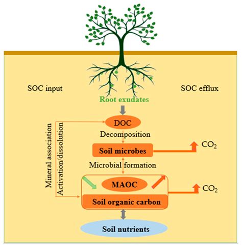 Root Exudates Mediate the Processes of Soil Organic Carbon Input and Efflux