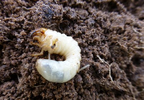 June Beetle Life Cycle